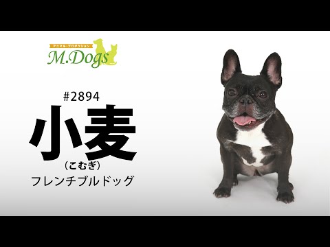 ペットモデル #2894 フレンチブルドッグ「小麦(こむぎ)」のテクニカル動画【指示でまわれ】