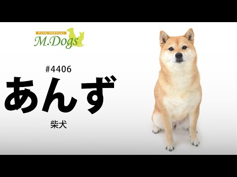 ペットモデル #4406 柴犬「あんず」