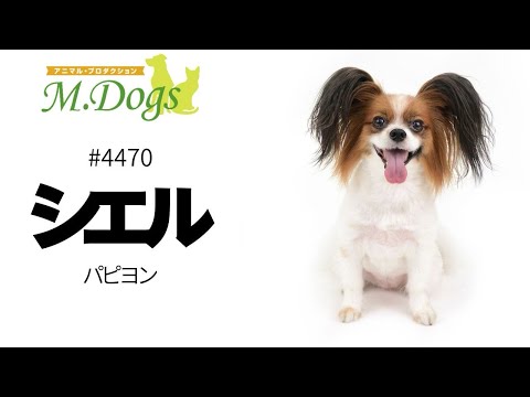 ペットモデル #4470 パピヨン「シエル」