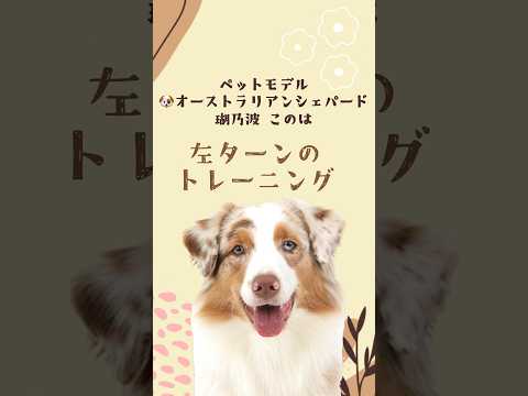 オーストラリアンシェパード｢瑚乃波｣のプライベートレッスンの様子🐶#タレント犬 #ペットモデル #動物プロダクション #レッスン #トレーニング#オーストラリアンシェパード