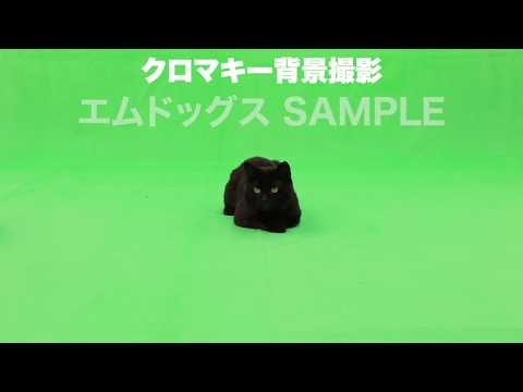 クロマキー撮影SAMPLE 「くろまめ」 黒猫
