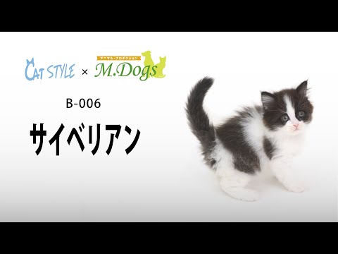 キャットスタイル 子猫 紹介 #006 サイベリアン