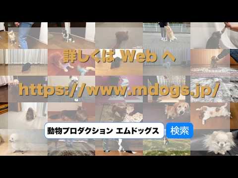 ペットモデル オーディション 開催中