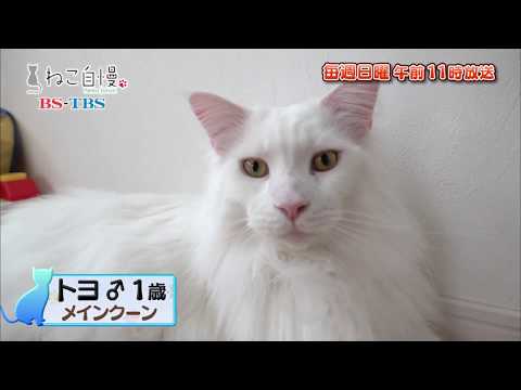 ねこ自慢＃8ご出演ニャンコたち【7月7日OA】