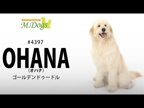 ペットモデル #4397 ゴールデンドゥードル「OHANA(オハナ)」