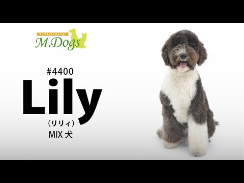 ペットモデル #4400 MIX犬「Lily(リリィ)」