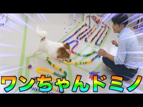 元気なワンちゃんに邪魔されながらドミノってできるの？