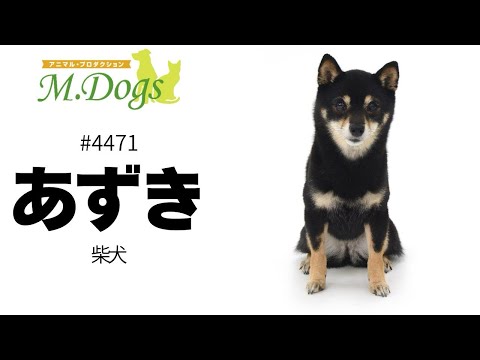 ペットモデル #4471 柴犬「あずき」