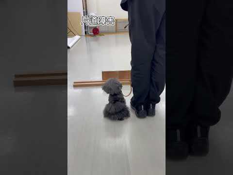トイプードル｢真次桃子｣のプライベートレッスンの様子🐶 #ペットモデル大募集 #プロダクション #ペットモデル #犬のいる暮らし #トイプードル