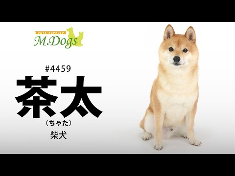 ペットモデル #4459 柴犬「茶太(ちゃた)」