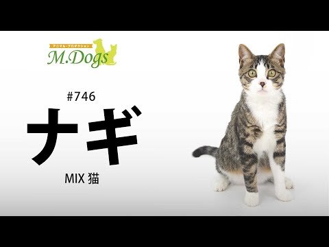 ペットモデル #746 MIX猫「ナギ」_屋外