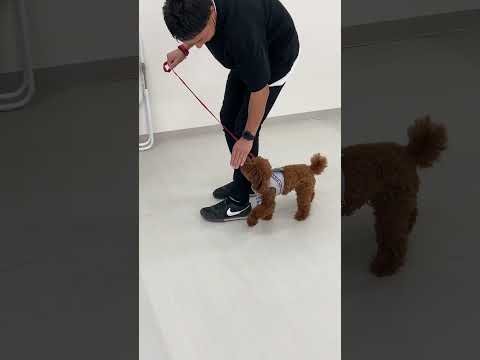 トイプードル｢からあげ｣のプライベートレッスンの様子🐶 #ペットモデル大募集 #ペットモデル #動物プロダクション #タレント犬 #からあげ #トイプードル