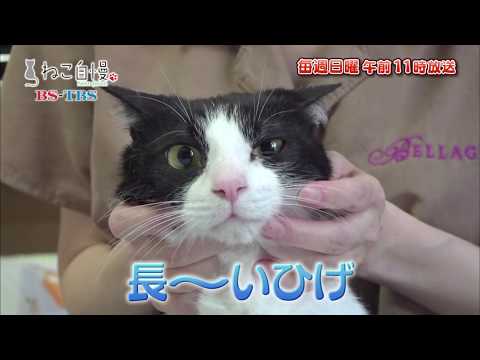ねこ自慢＃10ご出演ニャンコたち【8月4日OA】