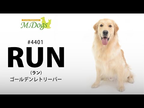 ペットモデル #4401 ゴールデンレトリバー「RAN(ラン)」