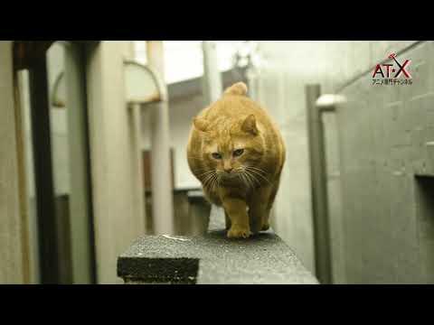 【AT-X】新CM「AT-Xがある生活」ネコ散歩編①【安元洋貴】