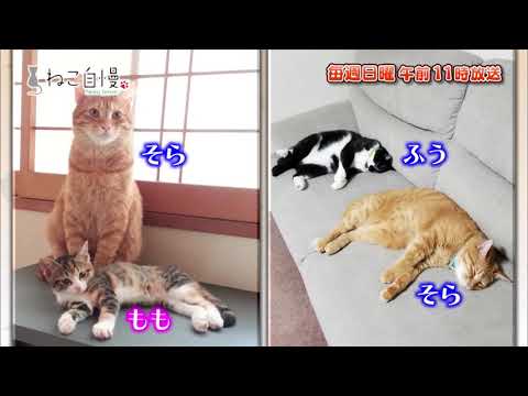 ねこ自慢＃22ご出演ニャンコたち【12月8日OA】