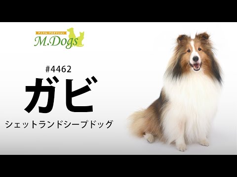 ペットモデル #4462 シェットランドシープドッグ「ガビ」