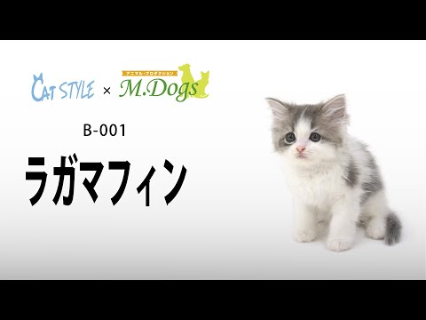 キャットスタイル猫紹介 #001ラガマフィン