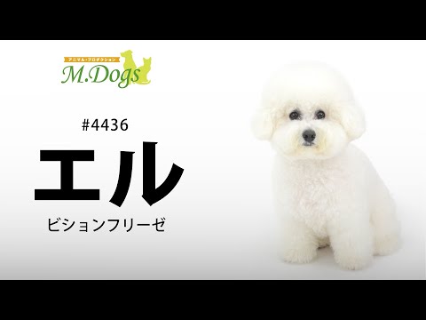 ペットモデル #4436 ビションフリーゼ「エル」