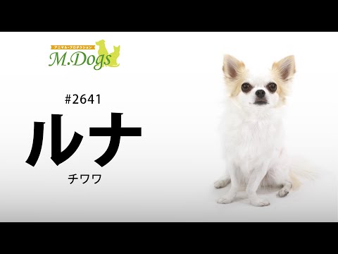ペットモデル#2641 チワワ「ルナ」