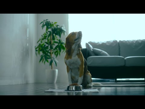 nosh DOGプロモーションムービー