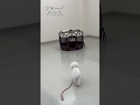 ビションフリーゼ｢ソーム・ファーイ｣のプライベートレッスンの様子🐶