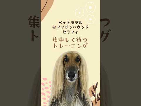 アフガンハウンド｢セラフィ｣のプライベートレッスンの様子🐶 #タレント犬 #dog #プロダクション #ペットモデル #動物プロダクション #犬のいる暮らし #アフガンハウンド