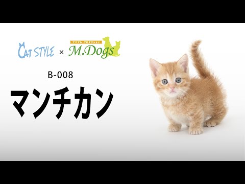 キャットスタイル 子猫 紹介 #008 マンチカン
