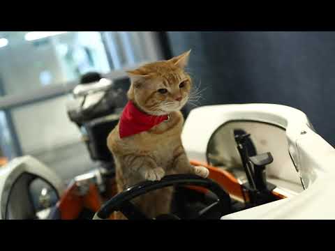 猫から目線でレース場紹介　キュート＆癒し動画　～ボートを操縦するオレンジくん～