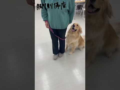 ゴールデンレトリバー｢ナツ｣のプライベートレッスンの様子🐶#ペットモデル大募集 #ペットモデル #動物プロダクション #タレント犬 #ゴールデンレトリバー