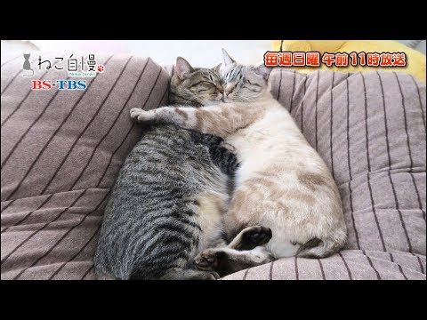 ねこ自慢＃20ご出演ニャンコたち【11月24日OA】