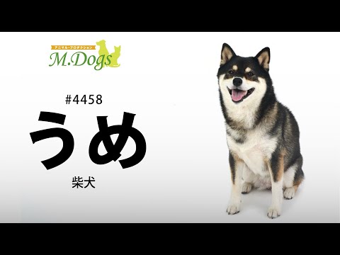 ペットモデル #4458 柴犬「うめ」