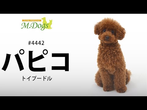 ペットモデル #4442 トイプードル「パピコ」