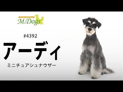 ペットモデル#4392 ミニチュアシュナウザー「アーディ」