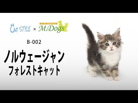 キャットスタイル猫紹介 #002 ノルウェージャン