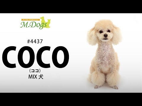 ペットモデル #4437 MIX犬「COCO(ココ)」