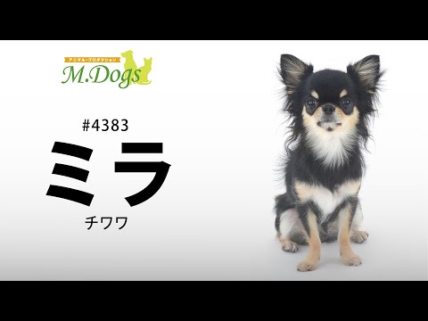 ペットモデル#4383 チワワ「ミラ」