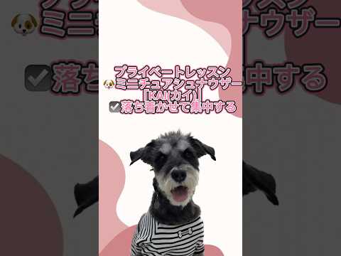 ミニチュアシュナウザー｢KAI｣のプライベートレッスンの様子🐶 #ペットモデル大募集 #dog #プロダクション #動物プロダクション #ペットモデル #ミニチュアシュナウザー