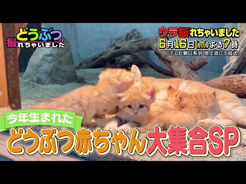 【ウラ撮れちゃいました】2022年6月16日放送