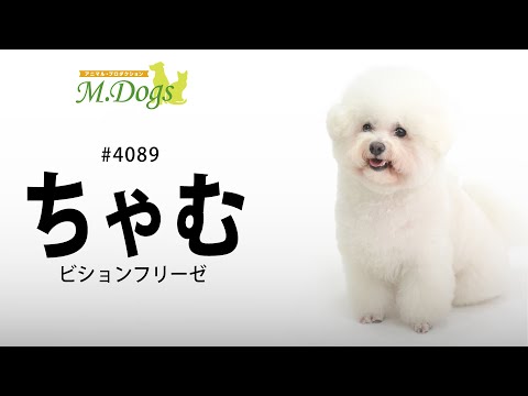 ペットモデル #4089 ビションフリーゼ「ちゃむ」