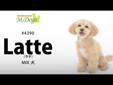 ペットモデル #4390 MIX犬｢Latte(ラテ)｣