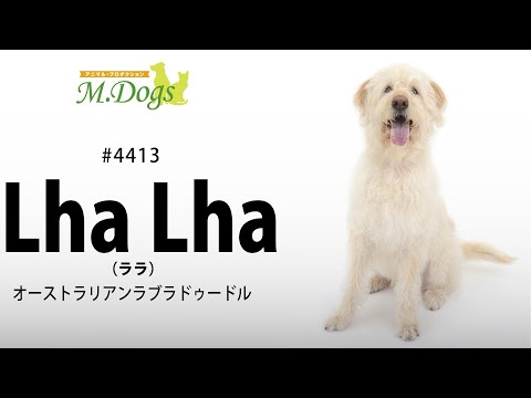 ペットモデル #4413 ラブラドゥードル｢Lha Lha(ララ)｣