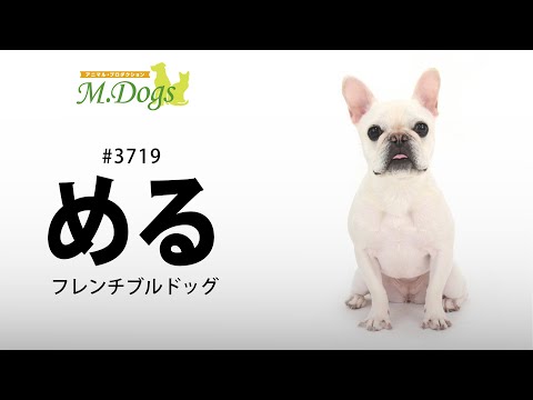 ペットモデル #3719 フレンチブルドッグ「める」