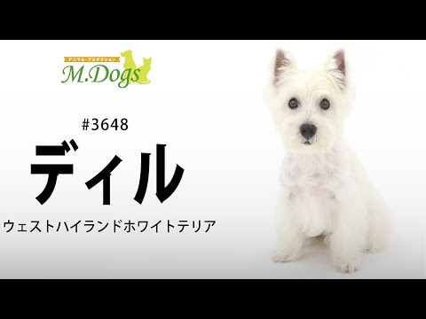 ペットモデル #3648 ウエストハイランドホワイトテリア「ディル」