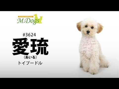 ペットモデル #3624 トイプードル「愛琉(あいる)」
