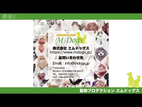 エムドッグス説明動画