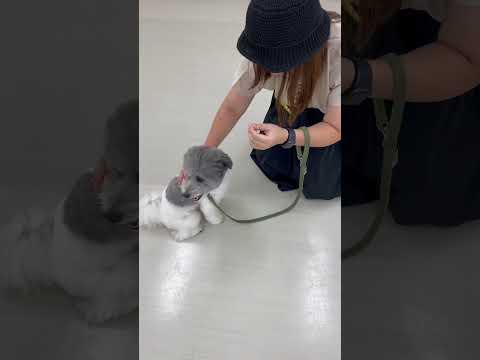 MIX｢OREO｣のプライベートレッスンの様子🐶 #ペットモデル大募集 #ペットモデル #動物プロダクション #タレント犬 #犬好きさんと繋がりたい #mix