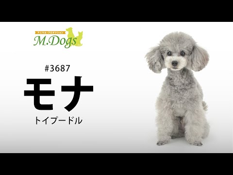 ペットモデル #3687 トイプードル「モナ」テクニカル動画【指示で指示で吠えろ】