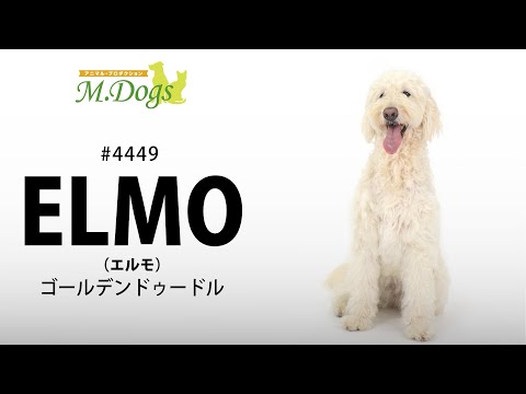ペットモデル #4449 ゴールデンドゥードル「ELMO(エルモ)」 テクニカル動画【指示で持って来い】