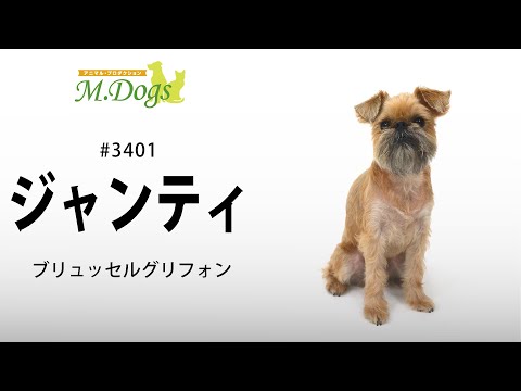 ペットモデル #3401 ブリュッセルグリフォン「ジャンティ」